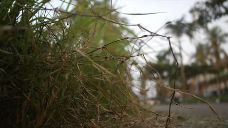 green-grass-growing-on-the-side-of-the-road,-with-a-background-traffic-blur