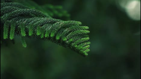 primer plano de la rama de hoja perenne