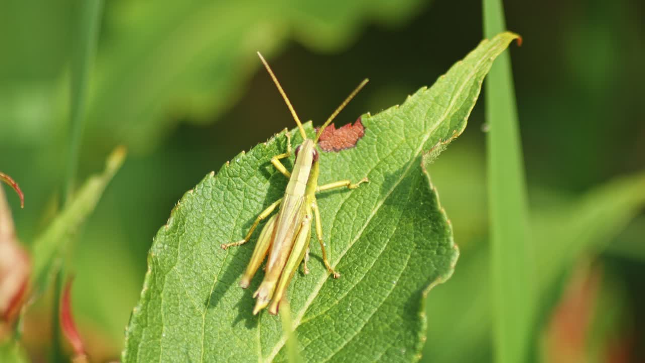 Macro of Green Grasshopper producing sound by rubbing it's legs on a leaf, shot against blurred background