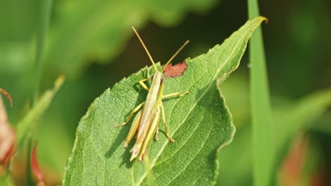 Macro-of-Green-Grasshopper-producing-sound-by-rubbing-it's-legs-on-a-leaf,-shot-against-blurred-background
