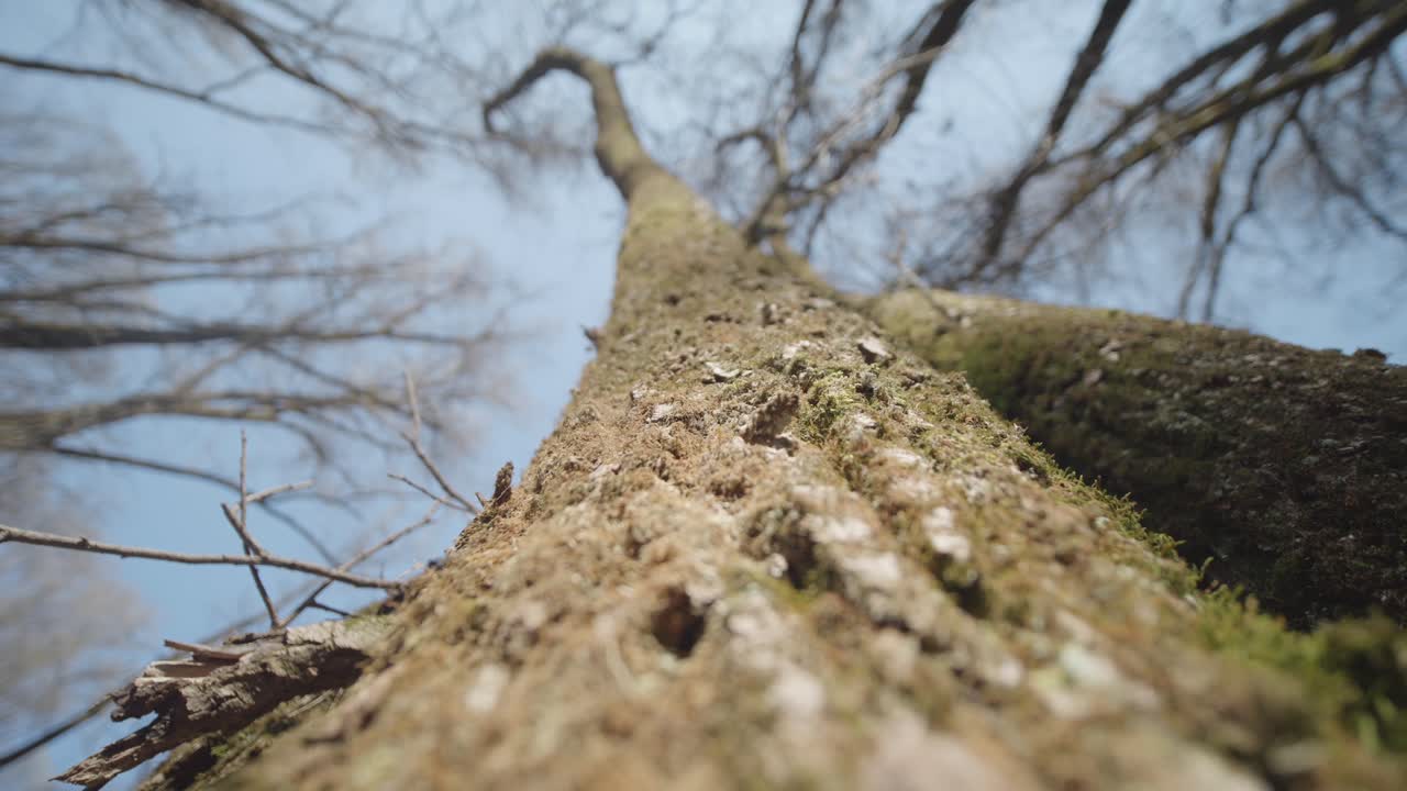Low-angle view of a tall and bare tree trunk stretching towards blue sky in winter forest.