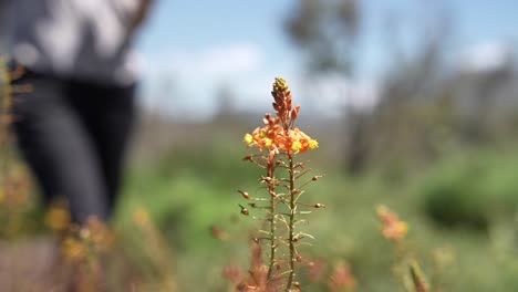 La-Vibrante-Planta-Bulbina-De-Color-Naranja-Se-Balancea-Con-Gracia-En-La-Suave-Brisa-De-La-Granja