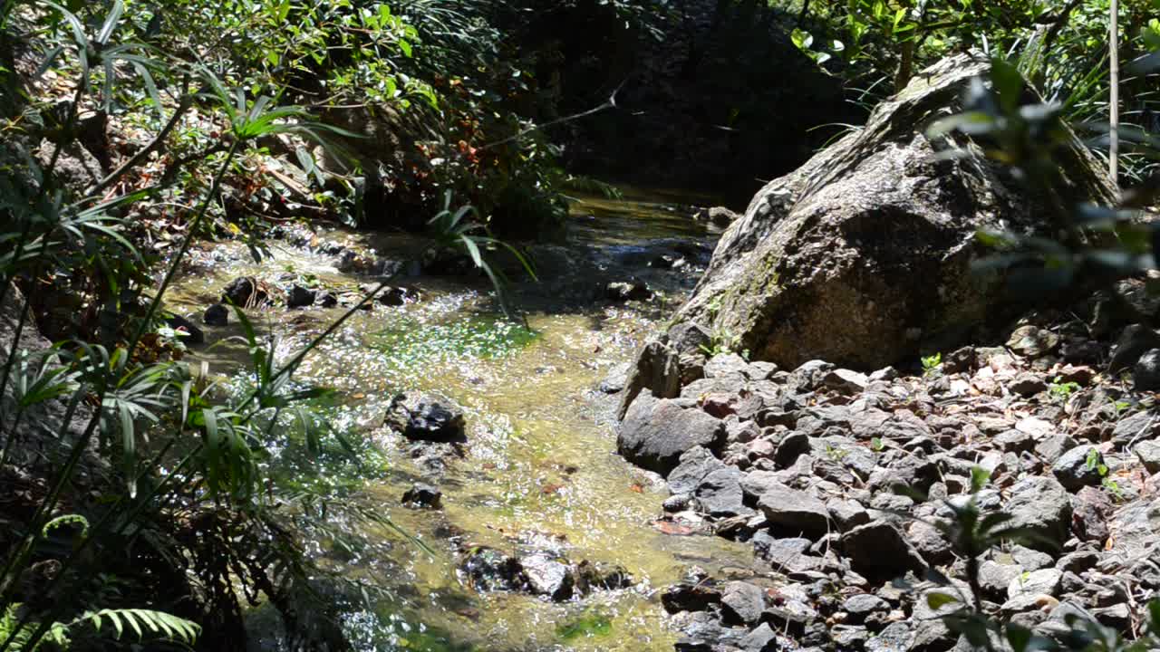 Arroyo en un jardín. La naturaleza en un jardín
