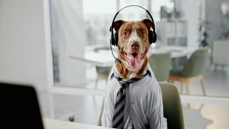 a dog wearing a tie and headset in an office
