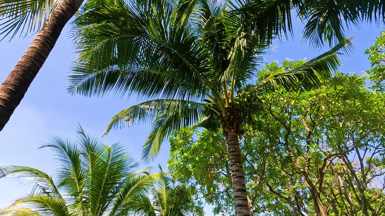 코코 나무 들 이 은 파란 하늘 아래 흔들리고 있다