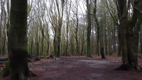 Ein-Spaziergang-In-Einem-Wald-Mit-Blattlosen-Bäumen