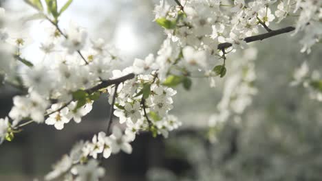 Langsam-An-Einem-Zweig-Voller-Weißer-Blüten-Vorbei