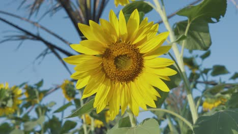 Sonnenblumenfarm-Bei-Sonnenuntergang-Mit-üppigen-Grünen-Blättern-Auf-Einem-Bauernhof-In-Afrika