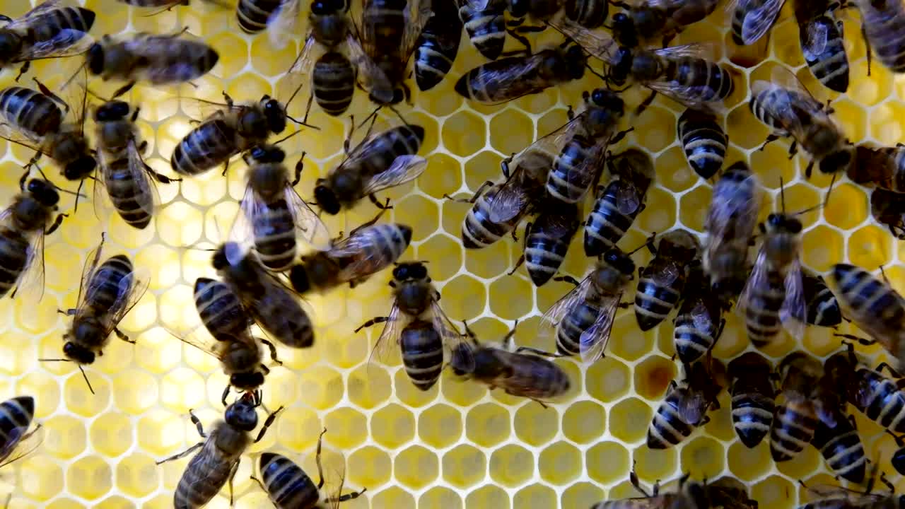 abejas ocupadas, vista de cerca de las abejas que trabajan en el panal.