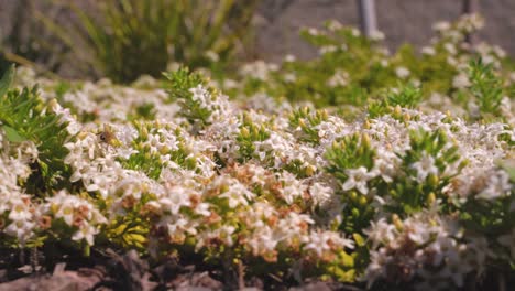 Bienen-Bestäuben-Weiß-Blühende-Blumen-In-Den-Pflanzen-Der-Nachbarschaft