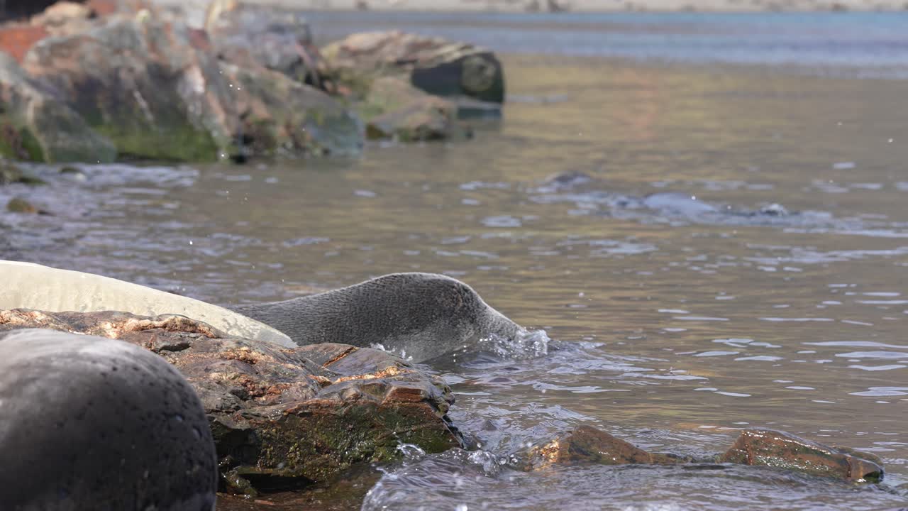 joven foca de pelaje antártica entrando en el agua, en cámara lenta