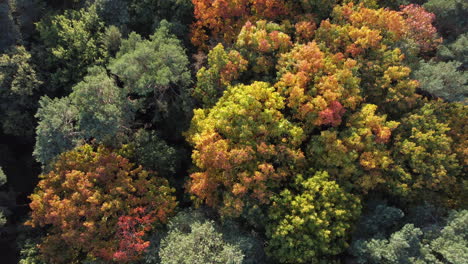 Bosque-De-Otoño-Dorado-Con-árboles-Coloridos,-Vista-Aérea-De-Drones