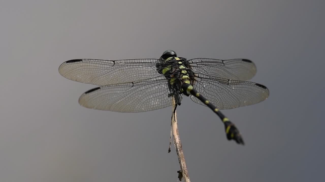 la libélula de cola de brida común se ve comúnmente en tailandia y asia