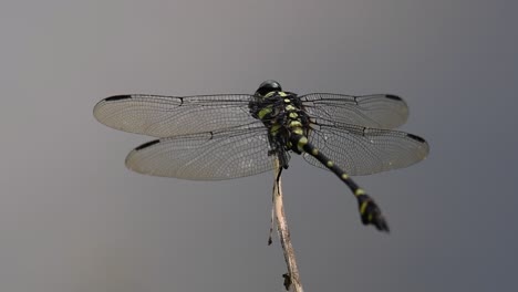 the common flangetail dragonfly is commonly seen in thailand and asia