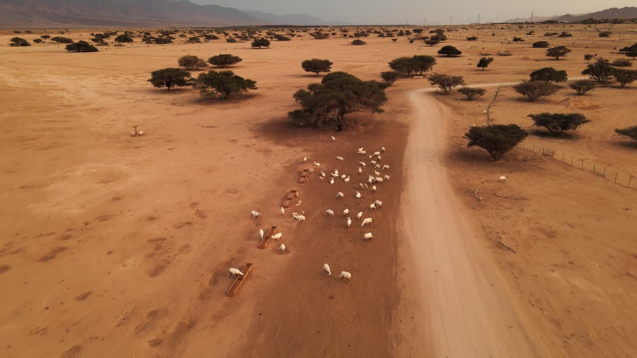 toma aérea de oryx blanco parado junto a un auto safari y turistas
