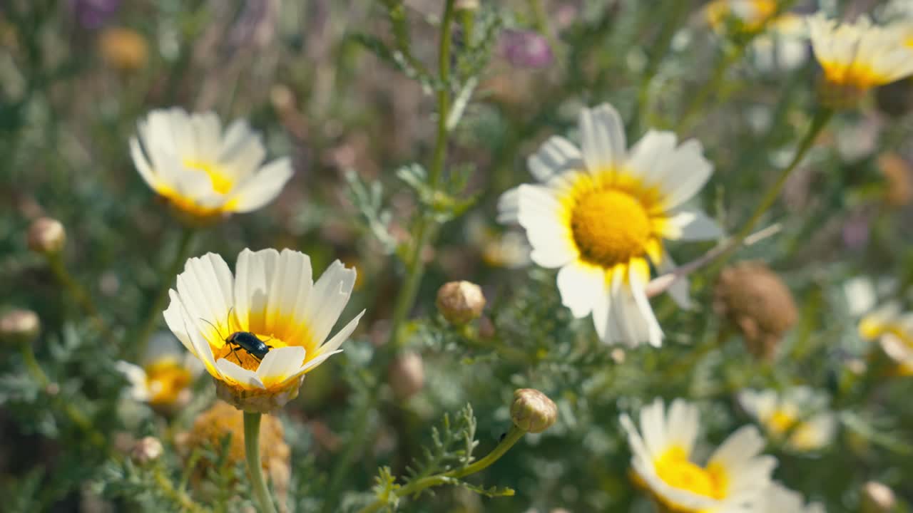 Primo piano di fiori di margherita comune nel campo