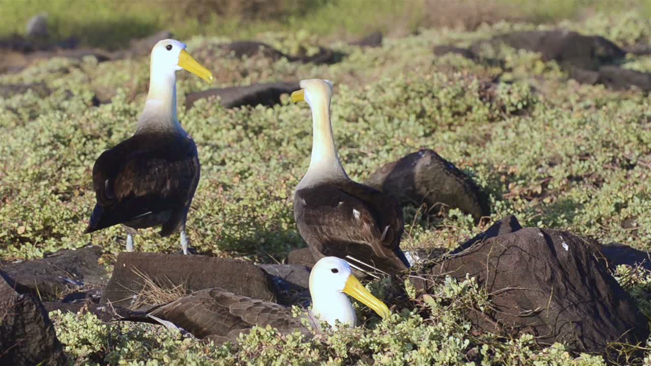 un par de albatros de las olas dando vueltas durante un ritual de cortejo y se limita a reproducirse en punta suárez en las islas españolas galápagos 1