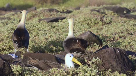 un par de albatros de las olas dando vueltas durante un ritual de cortejo y se limita a reproducirse en punta suárez en las islas españolas galápagos 1