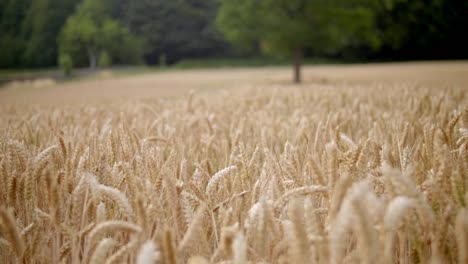 panning from green forest background to close up wheat field