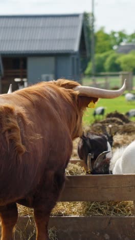 highland cow with long horns and goats feed and jump at wooden trough filled with straw in a sunny farmyard, green pastures and barns in background, vertical close-up, slow motion static camera