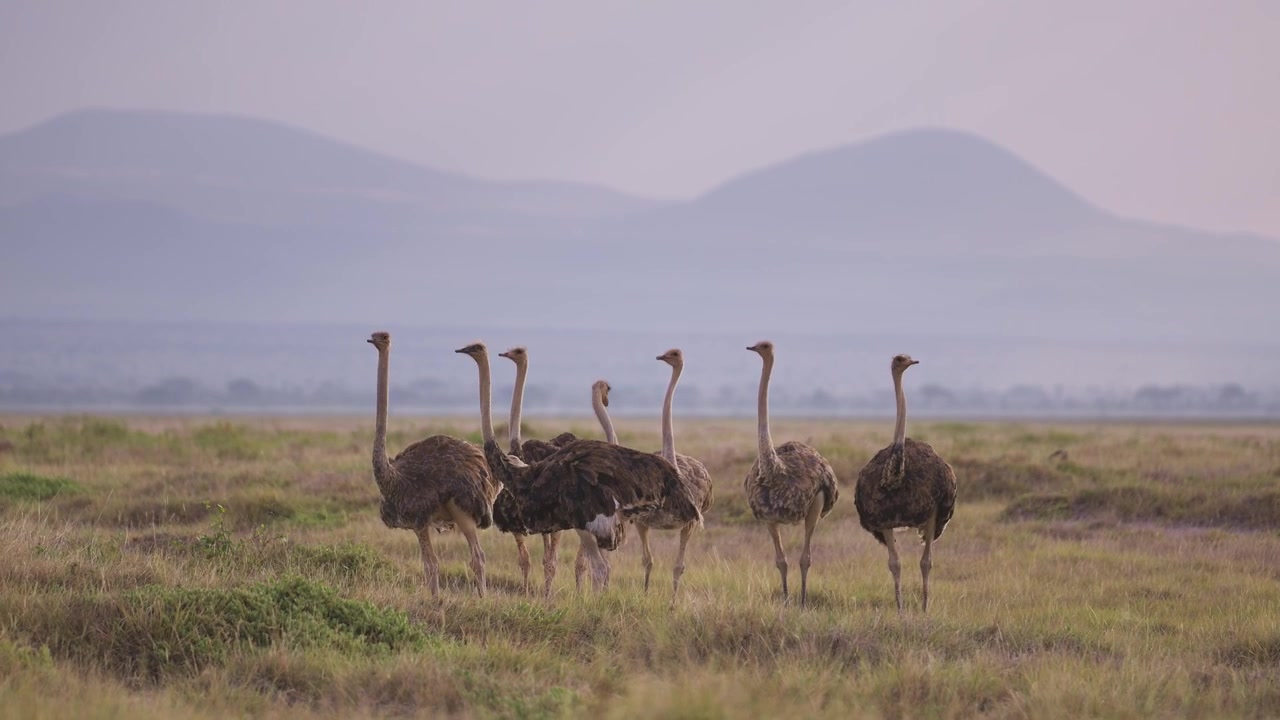 Large Group of Ostrich in Amboseli in Kenya, Wildlife Safari Animals in Amboseli National Park, Mating Pairs of Males and Females in Africa.
