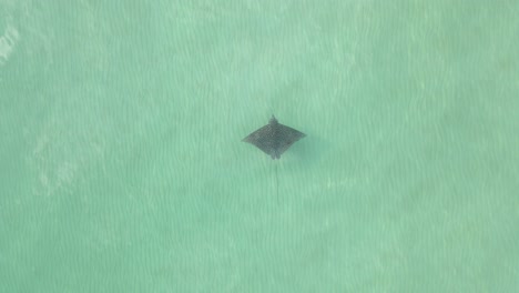 eagle ray glides effortlessly through shallow, clear pale green sea