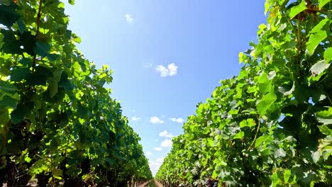 lush vineyard under clear blue sky