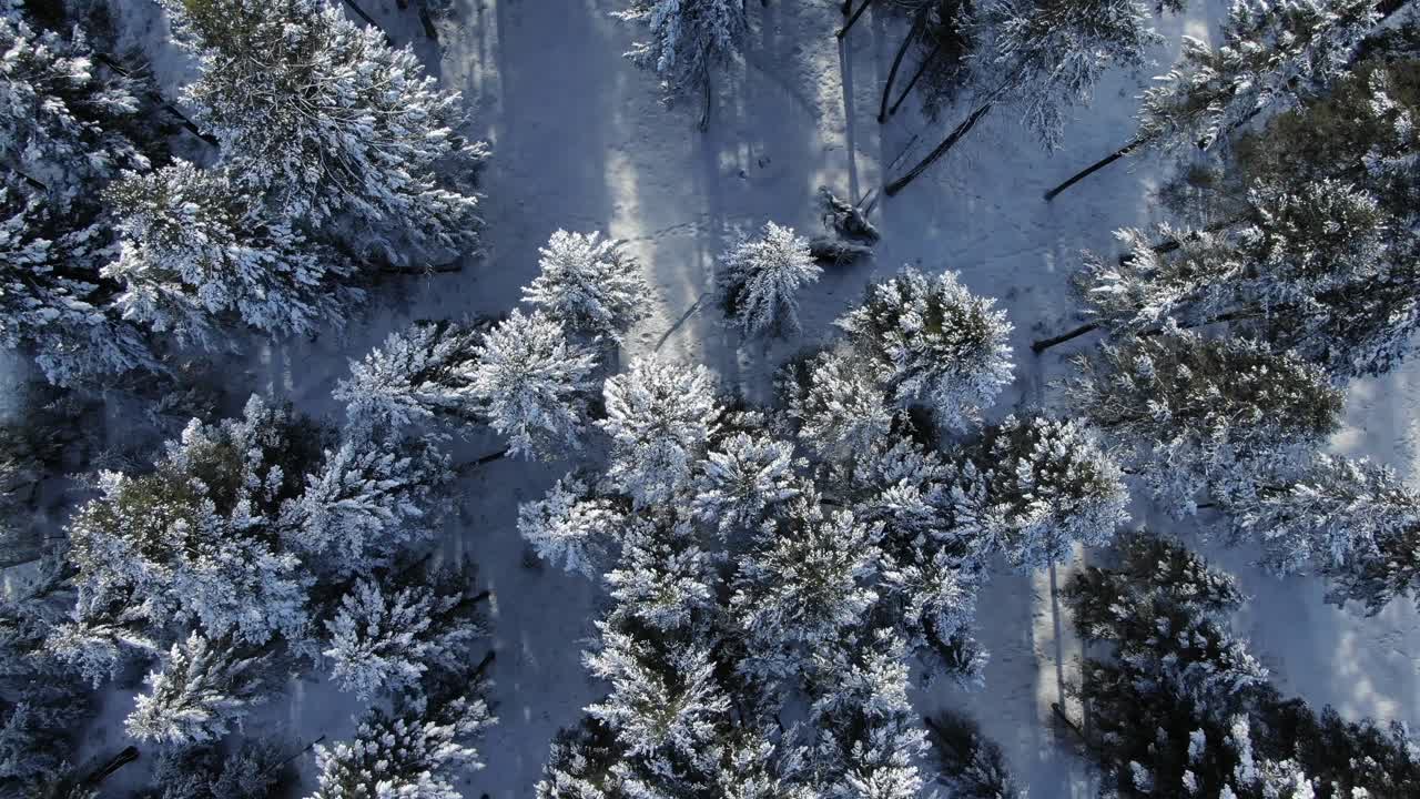 Sneklædte træer i skov