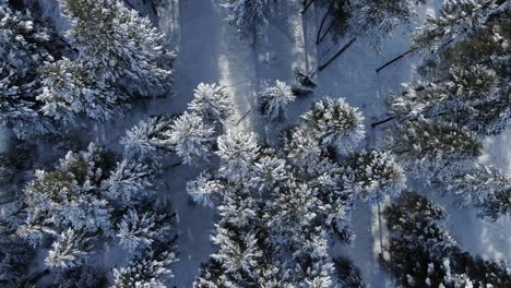 Schneebedeckte-Bäume-Im-Wald