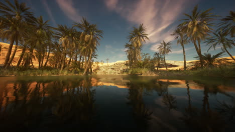 date palm trees plantation at sunset