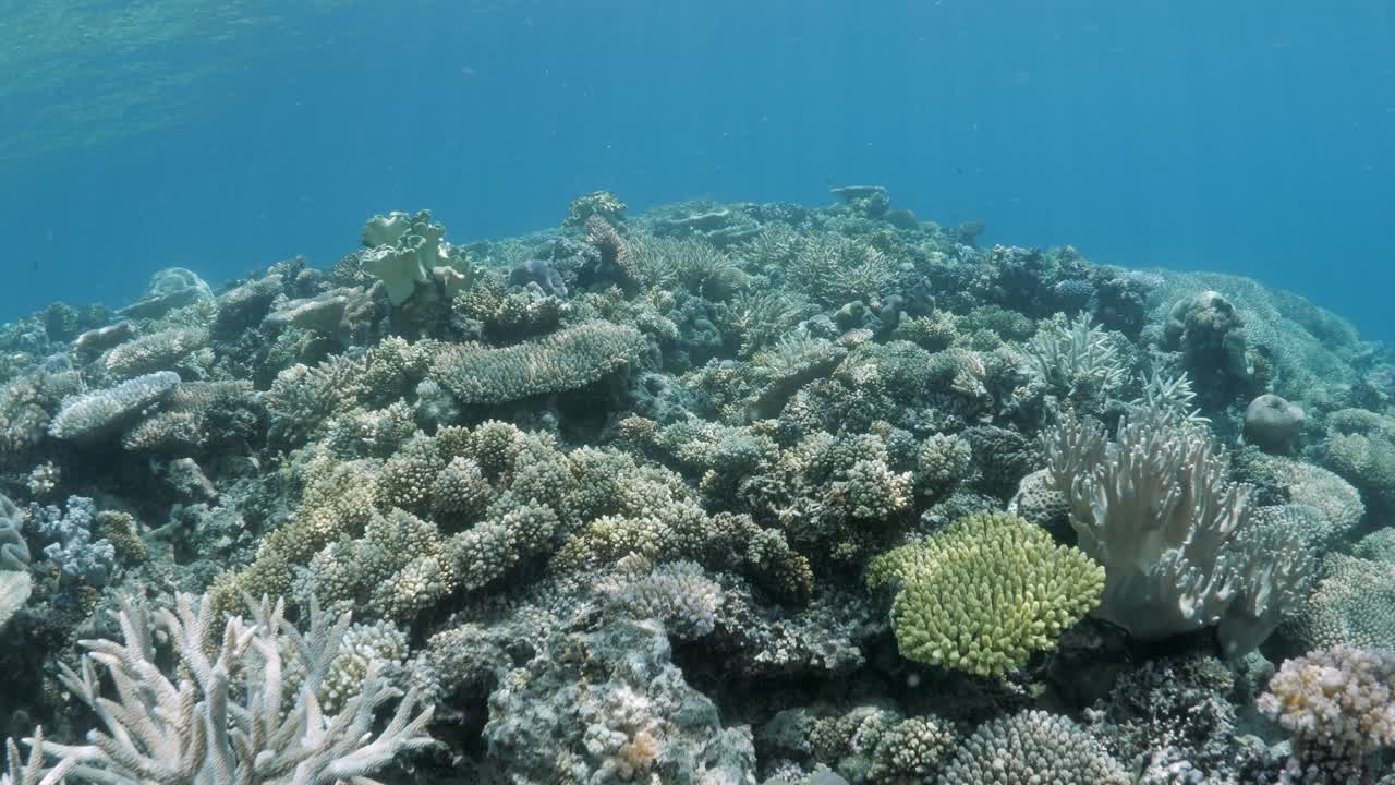 los buceadores ven nadar sobre un ecosistema de arrecife de coral saludable cubierto de peces tropicales en la gran barrera de arrecife de australia.