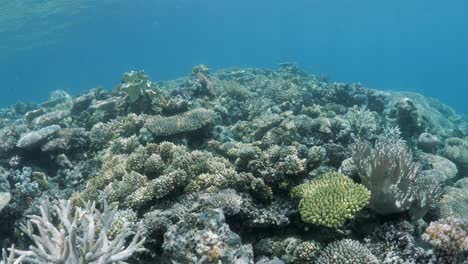 snorkelers view swimming over a healthy coral reef ecosystem covered with tropical fish on the great barrier reef australia