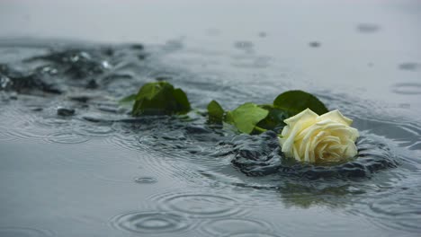 rosa blanca cayó al agua en cámara lenta