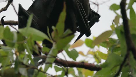 Murciélagos-Gigantes-Llamados-Zorros-Voladores-Peleando-En-Su-Percha-Colgados-Boca-Abajo-En-Un-árbol