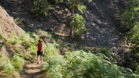 a shot showing a female hiker going down a path in a rainforest