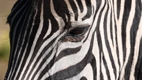 close-up, head of a zebra, clear black lines and dark eyes, mammal from africa