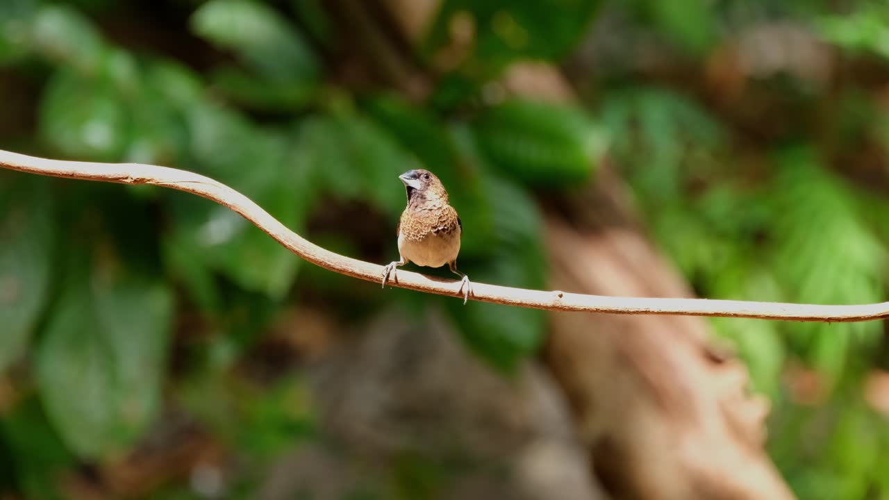 perchado en una vid mientras mira a su alrededor mientras la luz del sol pasa de medio oscuro a claro, munia de pecho escamoso o munia manchada lonchura punctulata, tailandia