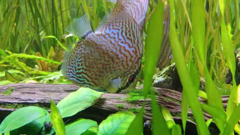 discus fish eating moss from dead log underwater