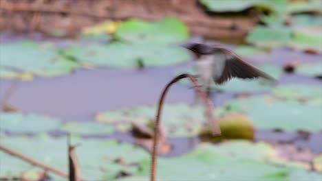 Un-Pequeño-Pájaro-De-Rápido-Movimiento-Que-Se-Encuentra-En-Casi-Todas-Partes-Del-Mundo,-La-Mayor-Parte-Del-Tiempo-Volando-Para-Atrapar-Algunos-Insectos-Pequeños