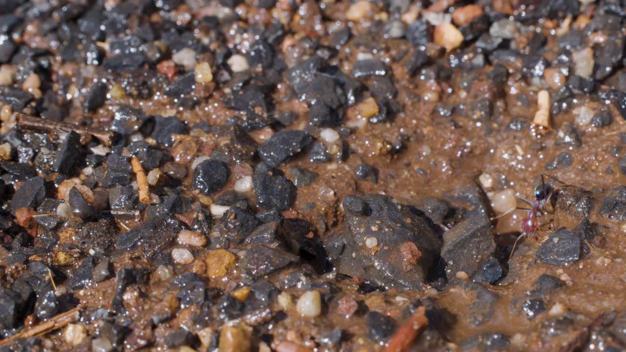 Macro sequence of ants actively emerging from a small muddy hole in gravel, working together in bright natural daylight with shallow depth of field