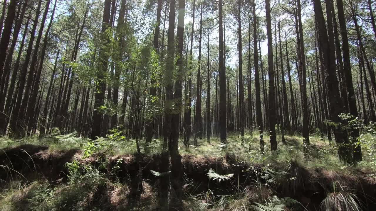 viajando por troncos en el bosque de pinos con destellos de luz solar