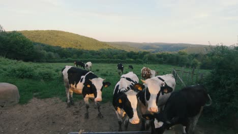 Curious-cows-on-a-meadow-in-the-beautiful-landscape-of-La-Roche-en-Ardenne,-Ardennes,-Belgium,-Europe,-4K,-50fps