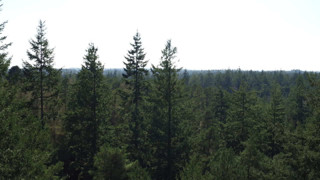 Filmatisk luftfoto som stiger opp fra en tett engelsk skog