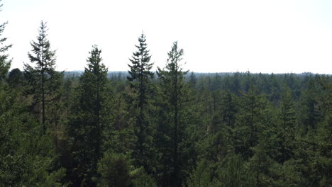 toma aérea cinematográfica saliendo de un denso bosque inglés