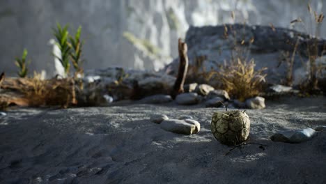 an old torn soccer ball thrown lies on sand of sea beach