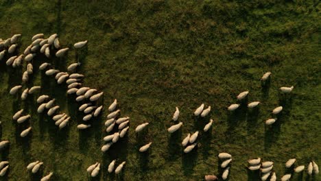 summer evening aerial top down view of hundreds of white sheep grazing on a meadow