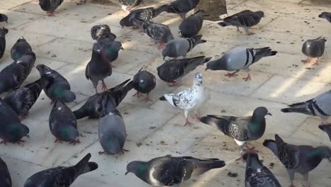 aves y palomas