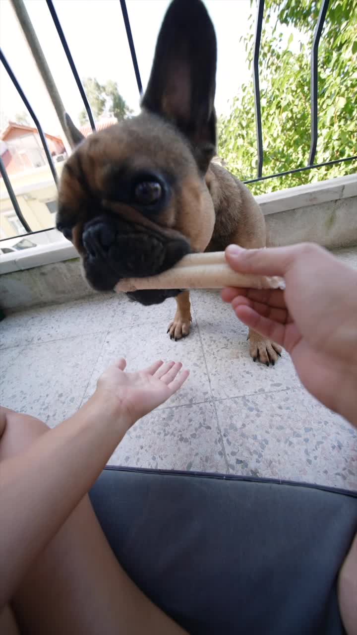 French Bulldog with a Treat