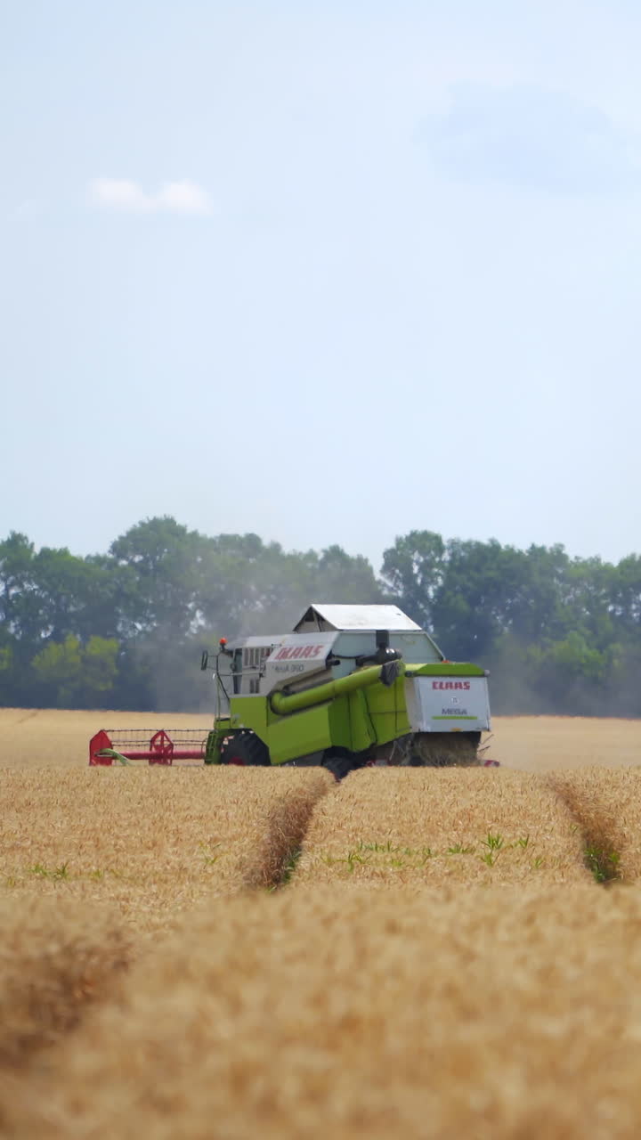 밀밭에서 수확기를 결합하다
