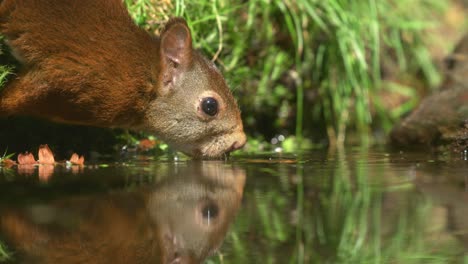 Red-squirrel-guzzling-down-water,-perfect-water-reflection
